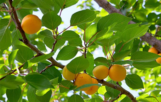 立夏吃個(gè)杏，到老沒有病