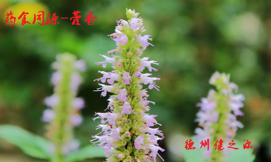 藿香薄荷茶，炎炎烈日的防暑茶